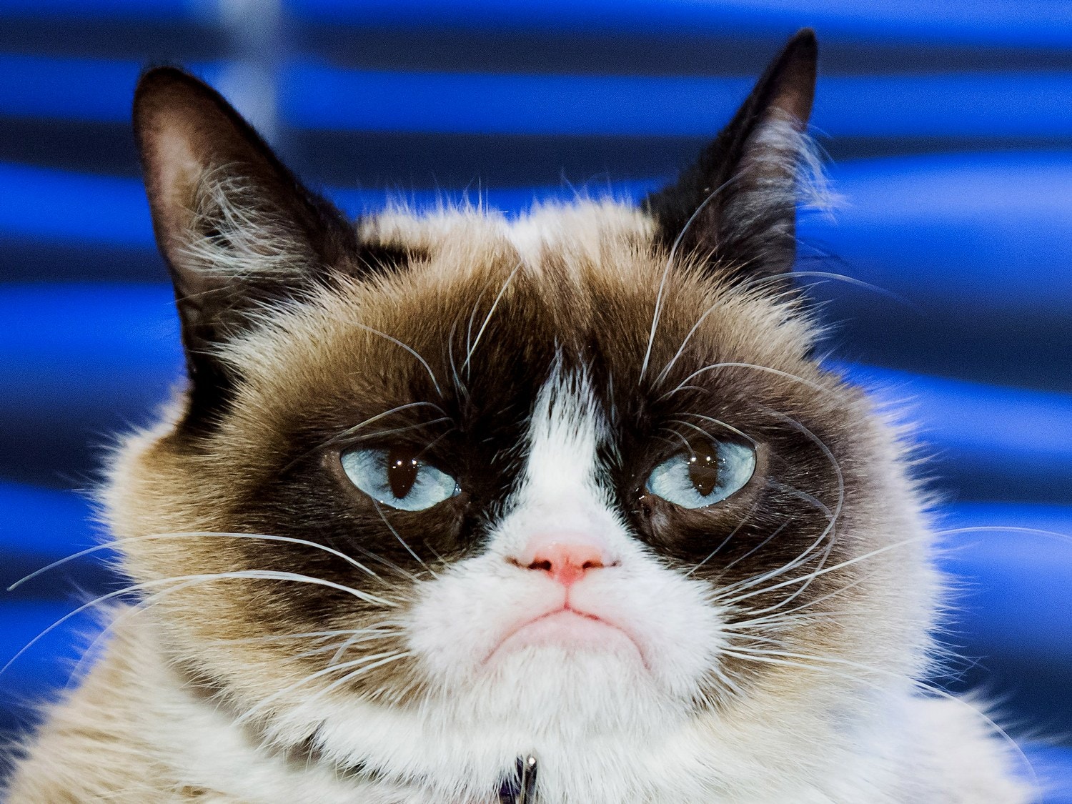 Grumpy Cat Dies Again